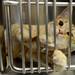 Tiger looks out from inside his cage at the Humane Society of Huron Valley. Melanie Maxwell I AnnArbor.com